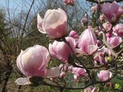 Tulpen-Magnolie, Magnolie, Tulpenmagnolie, Ratgeber, Gartenratgeber, Blogartikel, Blogbeitrag, Frühling, Blüten, Vorgarten, Garten
